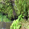 Plants: image 55 0f 70 thumb